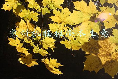 煎饼机摆摊小本生意