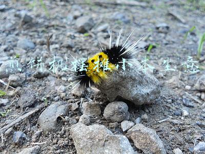 导热油煎饼机(天热，早餐就馋这个饼，5分钟烙一锅，香甜酥软糯叽叽，太香了)