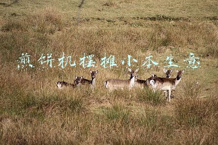 煎饼机多少钱一台(煎饼机器)