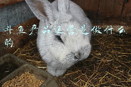 斗鱼平台主要发展的风格是什么(斗鱼直播节板块更加多元化 展现成熟直播平台新貌)