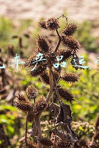 泉峰汽车产品运营经理