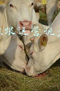 工厂产品成本计算表(16个不眠之夜终于做好了49套成本核算表格！全公式覆盖可直接套用)