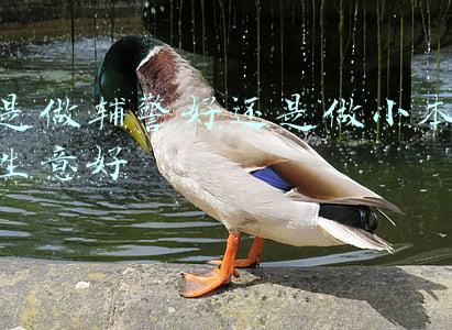 是做辅警好还是做小本生意好