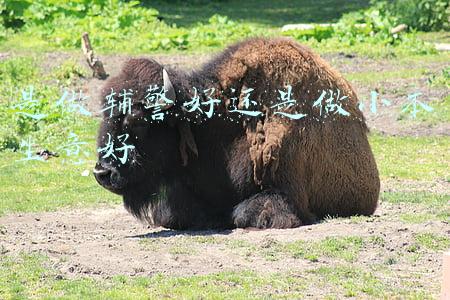 辅警好当吗(做辅警辛苦吗？作为一名辅警有怎样的体验？)