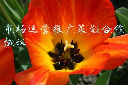 市场运营推广策划合作协议