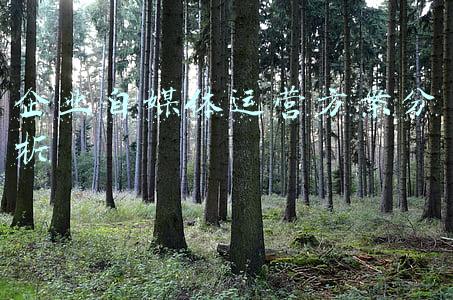 企业自媒体运营方案分析