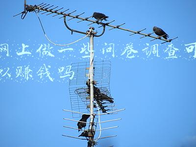 网上做一些问卷调查可以赚钱吗