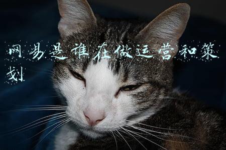 网易是谁在做运营和策划