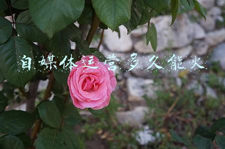 自媒体什么时候兴起的(自媒体的兴起给我们带来什么，把你的想法一起来分享吧)