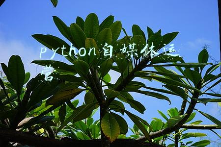python自学网(学习Python必去的8个网站！)