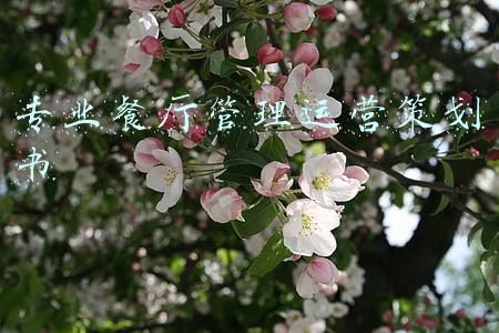 专业餐厅管理运营策划书