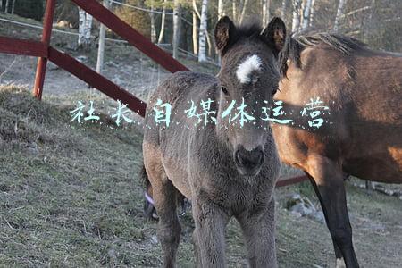 大理日报社社长(大理白族自治州第十五届人民代表大会第一次会议主席团和秘书长名单)