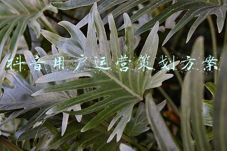 抖音用户运营策划方案