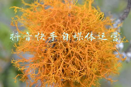 快手抖音运营工作内容(重磅|抖音快手公会全套运营方案主播经纪人MCN培训资料)