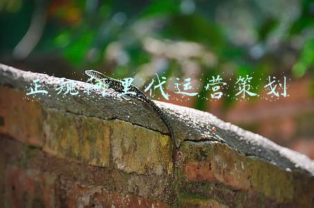正规阿里代运营策划