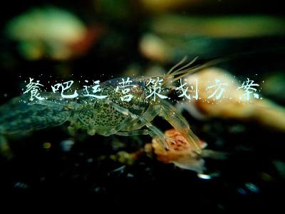 餐吧运营策划方案