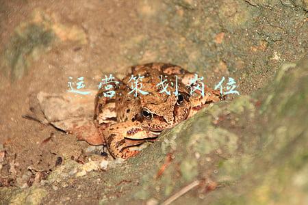 运营策划岗位