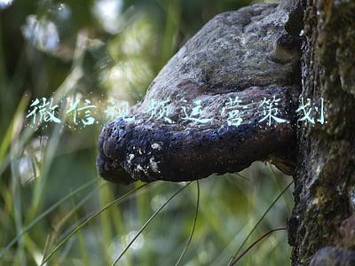 微信视频运营策划