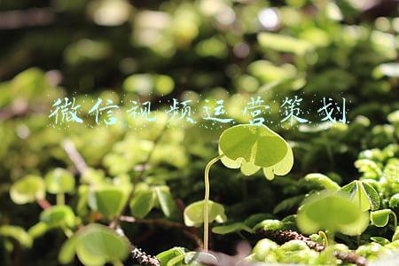 微信视频运营策划