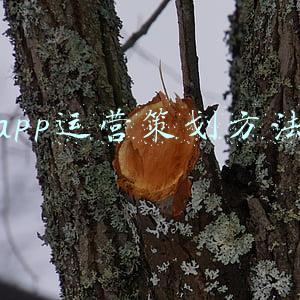 app策划方案(音乐app开发解决方案)