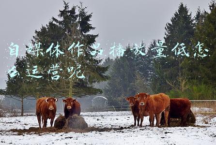 自媒体如何提高播放量(新手做自媒体，如何快速提高阅读量和粉丝量？)
