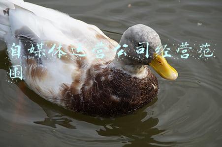 新媒体公司经营范围(兆讯传媒IPO注册获批，高铁数字媒体价值日益凸显)