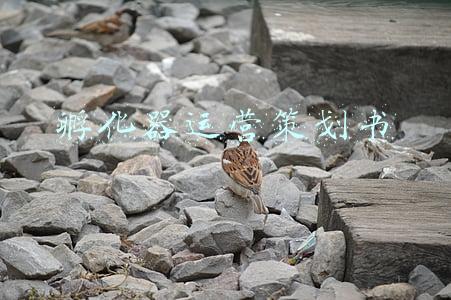 孵化器运营主体变更(园区孵化器登记企业办公场所集体打包办，开公司只需一张办公桌)