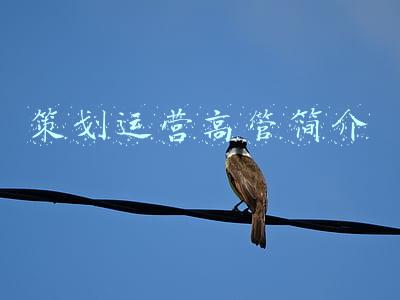 策划运营高管简介