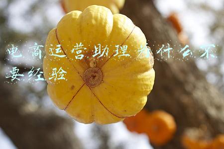 电商运营助理为什么不要经验