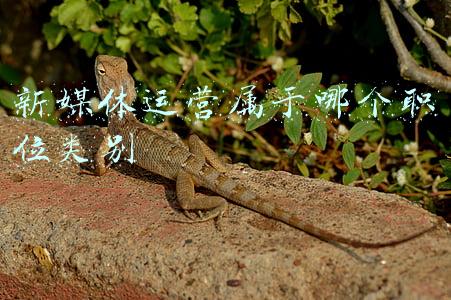 新媒体运营属于什么行业类别(掌握全媒体运营是家政行业服务创新的利器)