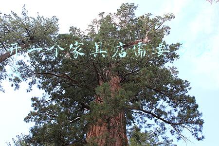 开一个宠物店的成本-投资一个宠物店需要多少钱