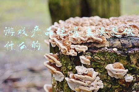 游戏产品运营主要是做什么的