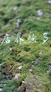 宠物店的狗多少钱 宠物店的狗多少钱一只