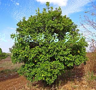 开个烧烤店投资多少钱，开个烧烤店投资多少钱装修