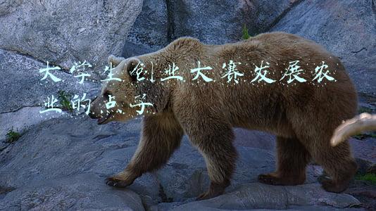 大学生创业大赛发展农业的点子