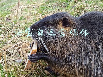淘宝自媒体什么意思(淘宝式的自媒体)