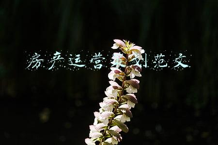 房产运营策划范文