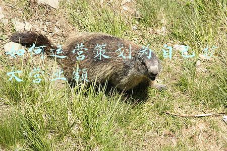 如何运营策划为自己扩大营业额