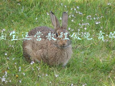 淘宝运营教程做电商的