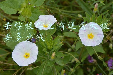 学电商学费一般都是多少钱(网店转让费用标准是怎样的？)
