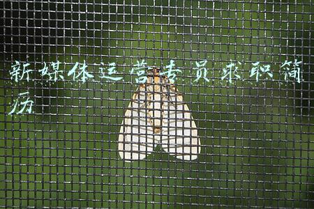 新媒体运营专员求职简历