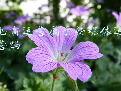 电商运营属于新媒体运营吗