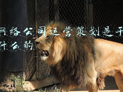 网络公司是干什么的(问：请简单介绍一下公司业务概况)