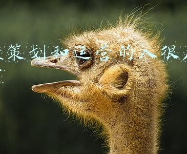 一图读懂公众号运营(公众号运营干货，来，坐好请看黑板)