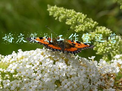 婚庆策划公司好做吗(我国婚庆市场火爆 婚庆策划行业供求结构性矛盾明显)