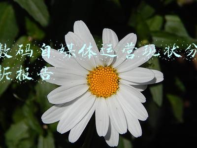 数码自媒体运营现状分析报告