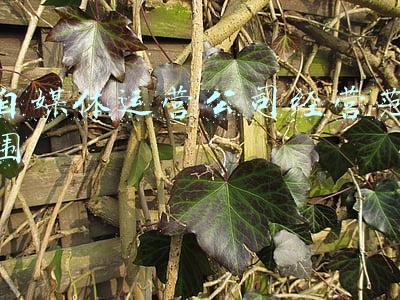 自媒体运营公司经营范围怎么写(个人/企业如何做自媒体布局(一)系列课之选择)