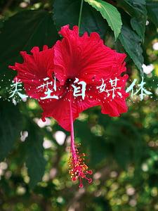 情感类型自媒体运营