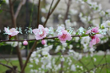 酒店运营方案包括几个方面(现成的酒店节假日、房务KPI、运营指标分析模板，不用白不用)