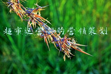 超市运营部的营销策划